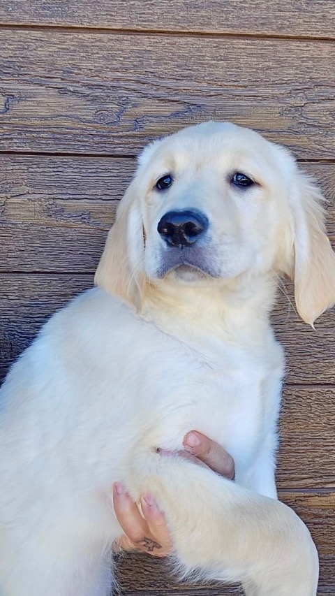Noah